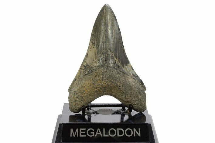 Serrated, Fossil Megalodon Tooth - Georgia #329841
